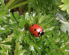 Lady bug in kale beds